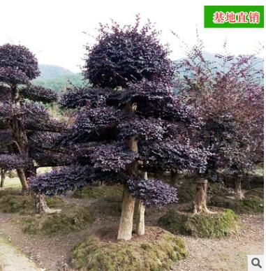 批发造形古桩 红花继木桩园林绿化工程苗木庭院精品图2