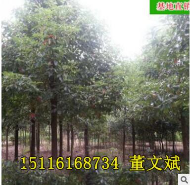 批发香樟树 园林工程造型绿化苗木庭院精品常绿乔木图3