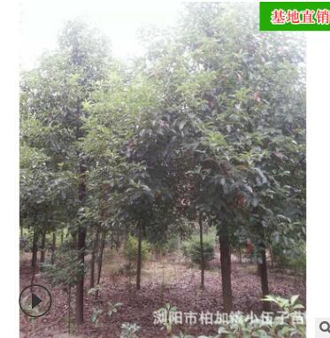 批发香樟树 园林工程造型绿化苗木庭院精品常绿乔木图1