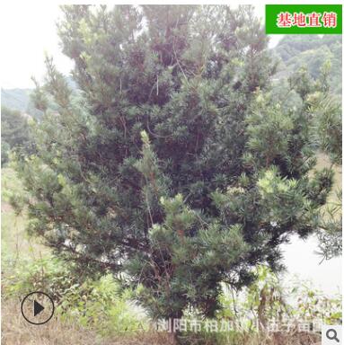批发原生罗汉松 冠幅饱满精品造型盆景园林绿化苗木图3