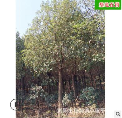 批发原生罗汉松 冠幅饱满精品造型盆景园林绿化苗木图2