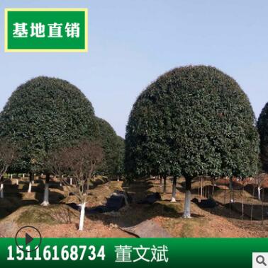 批发桂花树 湖南树苗15至20公分精品四季绿化苗木图2