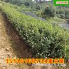 批发茶梅 精品庭院色块苗20至30公分市政园林绿化苗木