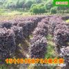 批发红花继木柱 湖南80至100公分精品市政园林绿化苗木