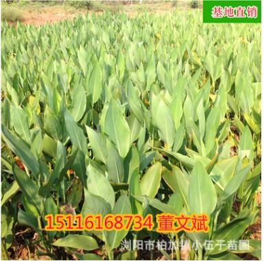 批发美人蕉苗 精品园林绿化工程庭院造型苗木30至50公分图2