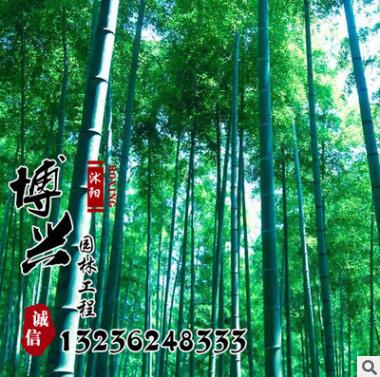 厂家大量低价批发毛竹紫竹苗 低价求购优质庭院绿化工程苗木楠竹