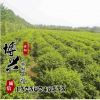 供应优质园林工程绿化苗木小叶女贞球 基地直销