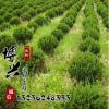 基地批发工程绿化苗龙柏球 龙柏 地被植物绿篱常青苗