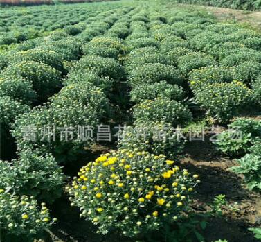 基地大量供应国庆菊菊花千头菊