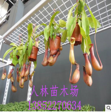 批发 食虫植物 猪笼草 室内盆栽花卉 吊兰 家庭盆栽图3