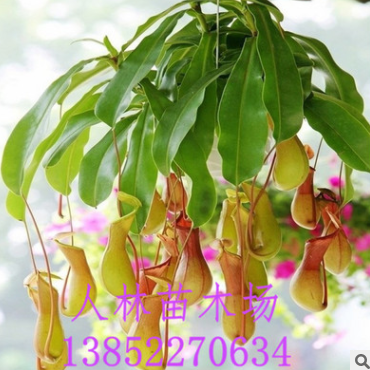 批发 食虫植物 猪笼草 室内盆栽花卉 吊兰 家庭盆栽图2