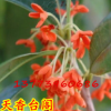 盆栽桂花绿植 桂花珍稀新品种- 天香台阁 桂花苗 花期长,花香浓郁