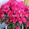 批发供应杜鹃花 杜鹃花苗 盆栽杜鹃花 带花苞发货