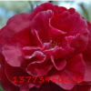 精品盆栽茶花扦插苗 新品种茶花朱砂紫袍 山茶花苗 当年开花大苗
