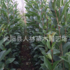 批发 大叶女贞.出售， 女贞.高杆女贞 小叶女贞，规格齐全