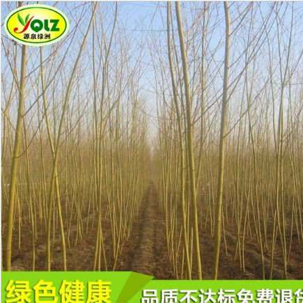 直销黄金柳 绿化树苗 量大从优