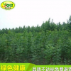 大量供应 绿化侧柏苗木 荒山造林专用 规格齐全