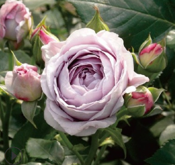 欧月进口日月季 蓝色风暴 灌木月季 淡香型蓝色月季玫瑰花苗图3