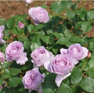 欧月进口日月季 蓝色风暴 灌木月季 淡香型蓝色月季玫瑰花苗图2