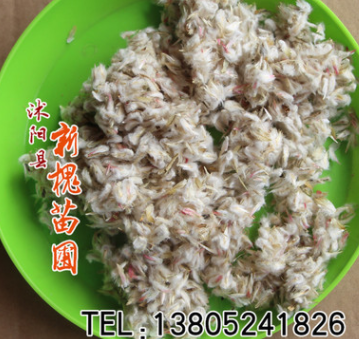 批发千日红种子 千日紫种子庭院盆栽花卉易种花草 价格从优图2
