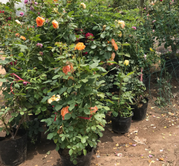 藤本月季 欧月蔷薇花苗 爬藤月季 欧月大苗80-100厘米图3