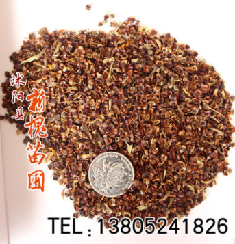 大花金鸡菊 草本花卉种子 金鸡菊种子 观赏植物 园艺花卉图3