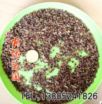 大花金鸡菊 草本花卉种子 金鸡菊种子 观赏植物 园艺花卉图2