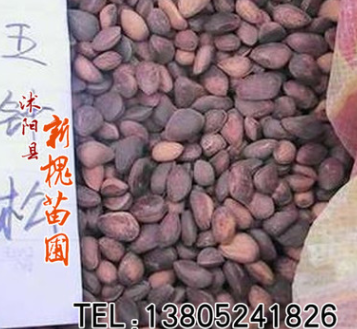 供应精选新采易种常青五针松种子 盆景苗木 五针松种子销售图2
