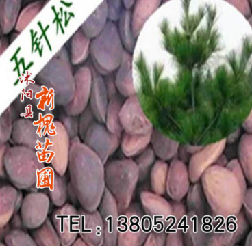 供应精选新采易种常青五针松种子 盆景苗木 五针松种子销售