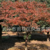 农户直销适应公园 生活小区 医院 道路绿化美化的景观乔木红枫