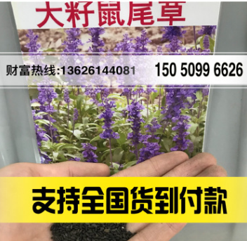 大籽蓝花鼠尾草 粉花鼠尾草 喜温暖及向阳处 庭院花卉