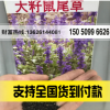 大籽蓝花鼠尾草 粉花鼠尾草 喜温暖及向阳处 庭院花卉