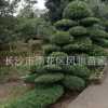 批发供应适合贵州云南浙江等园林种植的工程绿化植物造型罗汉松