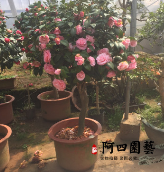 绿植花卉盆栽高杆茶花树盆景 盆景茶花 庭院植物高档盆栽