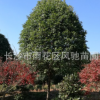 湖南苗圃直销适应贵州 云南 安微种植的常绿植物桂花树