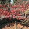 湖南苗圃直销适应贵州江西陕西等地种植的彩叶乔木红枫