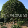 湖南苗圃直销米径15公分冠幅3.5米的常绿乔木桂花树