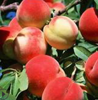 盆栽地栽沂蒙霜红桃子果树苗 春雪桃苗 早熟品种南方北方种植