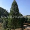 湖南苗圃直销地径15厘米高6米宝塔形的常绿树苗红豆杉