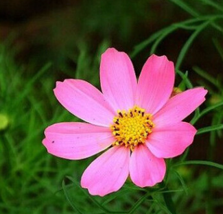 批发波斯菊紫色红色 黄色 白色 粉状 管状波斯菊种子 混色花卉