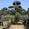 湖南苗圃直销3米高 鳞片造型5年常绿树苗造型景观罗汉松