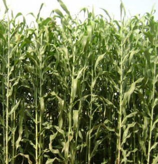 优质牧草种子批发 墨西哥玉米草种子 发芽率高 玉米草籽 营养丰富