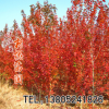 当年新采树种美国红枫树种子 日本红枫苗 量大优惠 包发芽