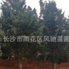供应可造型的原生罗汉松价格实惠 湖南风驰基地农户直销