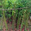 湖南佛肚竹批发 室内观叶植物佛肚竹 可盆栽 成活率高