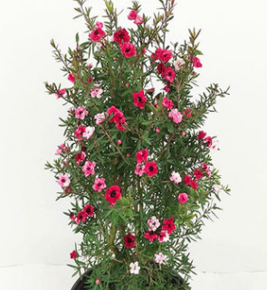 三色梅 澳洲松红梅 雪花梅 精美盆栽花卉带花苞一树多色植物盆栽 举报
