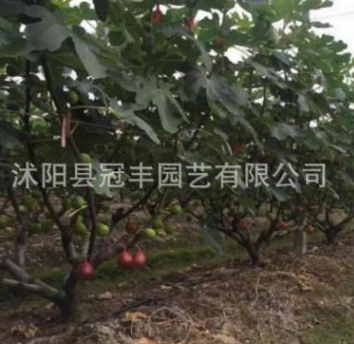 批发无花果苗 家庭盆栽地栽果树苗 当年结果波姬红无花果量大优惠