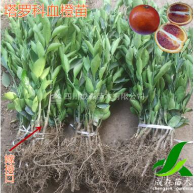 塔罗科血橙树苗 四川嫁接血橙苗批发 资中血橙苗