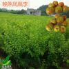 凤凰李 嫁接极晚熟凤凰李树苗 凤凰李树苗