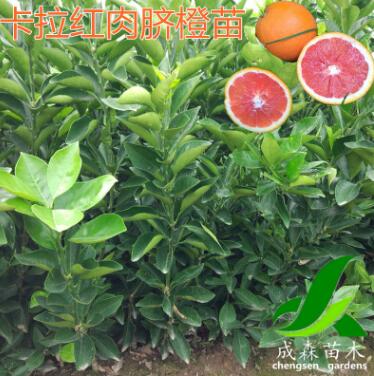 卡拉红肉脐橙苗 嫁接红肉脐橙树苗 脐橙苗